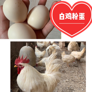高产白来航下蛋鸡种蛋受精蛋可孵化正宗产蛋鸡王白来航海兰白20