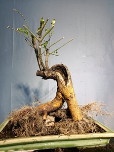 卫矛熟桩,又名""鬼箭羽"",枝翅奇特,秋叶红艳耀目,果裂亦