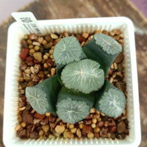 南阿星南阿之星南亚星南亚之星万象,奈良拍卖进口万象,矮脚大窗