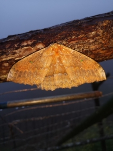 鸮目大蚕蛾,原蛾公,卵.有货,幼虫吃核桃叶,山胡椒叶,比较好