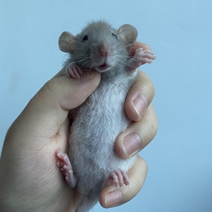 花枝鼠 已满月 头巾双卷妹妹花枝鼠 40包邮 裸鼠手感 偏远