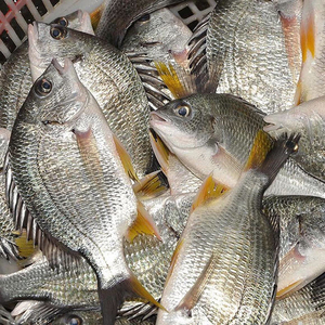 冰鲜黄翅鱼