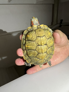 梵高巴西龟 标价为两只小母打包价! 变异巴西 21年尾苗 尾