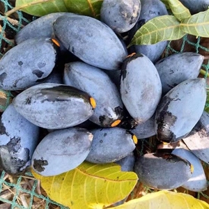 黑橄榄果新鲜广西