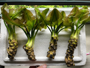 青荷非红荷根,精品带叶发货,清新淡雅,喜欢绿色系的草友可以收