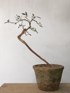 00兴怡峰淘宝山桔仔,广东罗浮山本土细叶红芽东风桔,制作微型小品