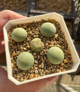 鸽子蛋肉锥母本