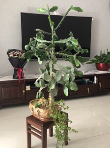 千本剑树状仙人掌仙人柱 造型美观自提