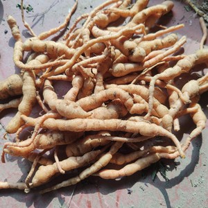 山黄根