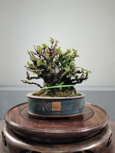 一盆日本原盆进囗小品红花一号长寿梅