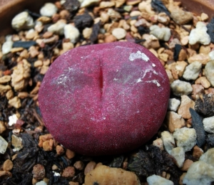 吕氏红宝石种子,1粒0.6元,50粒30元包邮江浙沪!天行健