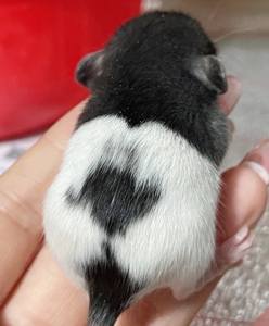 00xy841943340796淘宝花枝鼠哈士奇正脸花脸飞象耳暹罗花枝鼠俄蓝