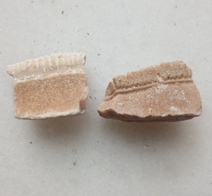 蝠属鱼类的牙齿化石,产自摩洛哥,数量较少,依品相定价,满百包