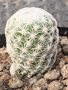 实拍1228,实生姬春星,一物一拍,2厘米左右,乳突仙人球