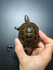 4厘米.东锦西锦南锦杂