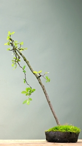 榆树文人式小品盆景