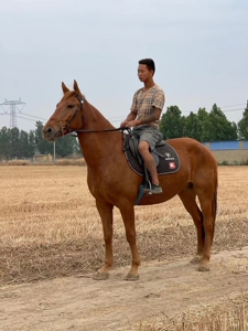 000人付款淘宝矮马活物真马活的矮脚马设特兰矮马养殖德保宠物矮马