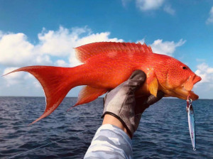 海钓野生燕尾东星斑石斑鱼