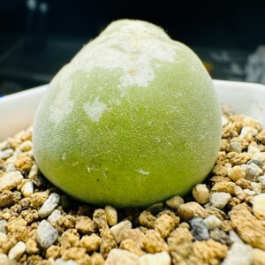 1cm宝辉玉,宝辉肉锥