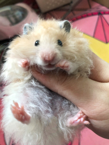 家养超可爱仓鼠金丝熊包子短脸黄波利卷毛妹妹