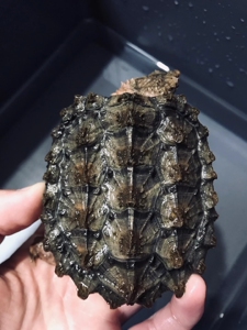 大鳄龟大理石变异大鳄wg变异大鳄龟 上圆盾3:3尾尖指甲全0