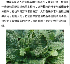 纯野生晒干蛤蟆草癞蛤蟆草茶荔枝草雪见草皱皮草蛤蟆苏包邮