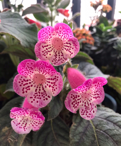 苦苣苔花猫marta,矮枝型大花爆花品种,也是一种需光不多的