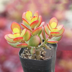 姬红花月黄金花月红叶玉树老桩多肉植物盆栽群生多头新花月锦肉肉