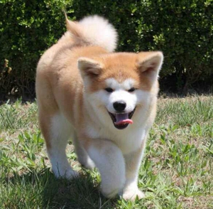 纯种秋田犬幼犬大型宠物宠狗北京送狗证