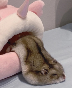 【萌仓鼠一只10元】  仓鼠宠物三线紫仓银狐布丁幼崽仓鼠活物