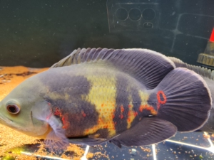 00weiwei010168淘宝野生七星奥图  奥里诺科 地图 鱼0人付款38.