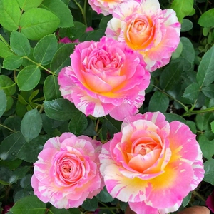 莫奈月季法国勤花灌木大花月季花苗 克劳德61莫奈 阳台植物庭院