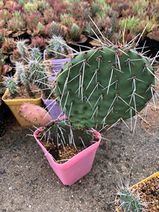 大山上仙人掌修罗团扇,5片20包邮.开花结果.耐寒耐旱.好养