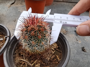 中刺御旗 皇冠虾 虾属仙人球 实生虾 鹿角柱属虾 多肉植物绿