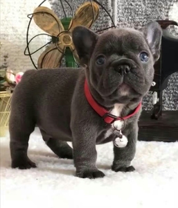 法斗幼犬活体蓝色纯种法国斗牛犬黑色蓝牛小型灰色虎斑小体宠物狗