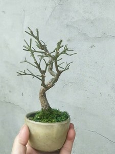 000人付款淘宝日本进口绯玉真弓盆景,开