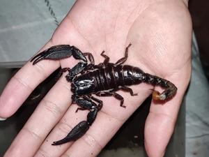 迈索尔雨林蝎成公,成体半年多,肛吻8.