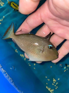 黄斜纹炮弹.蓝面炮弹公.快闪龙.澳洲彩虹龙!零售