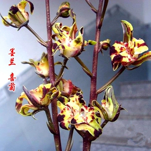 墨兰十大奇花之喜菊,阳台草,重庆自提,两苗带一牙,花才谢不久