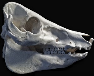 骨骼标本,猪头骨标本模型,头骨摆件,神秘主义复古陈列  好奇