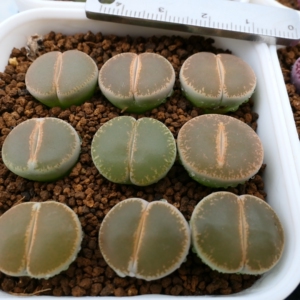 5号生石花拍卖 绿宝石杂green top 全窗紫薰