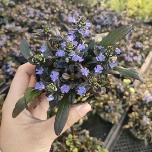 姬十二单筋骨草盆栽花苗耐寒耐热耐荫境阳台庭院盆栽