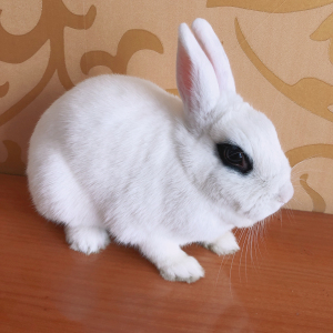 出售宠物兔熊猫兔侏儒兔兔笼提篮科德士磨甲器遛兔绳,海棠凤眼