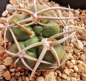 海王丸,郭氏实生,球体5厘米.