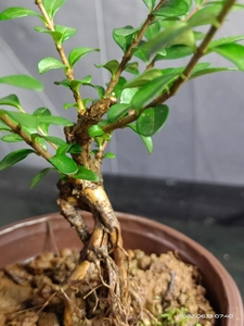 提根盆景素材亮叶忍冬熟桩,可水培开小白花结紫果原盆原土包邮.