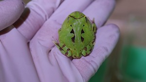 名字：台湾绿霸王角蛙