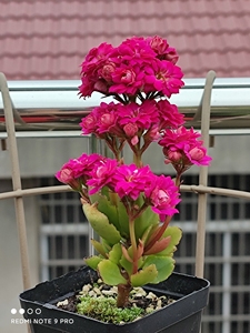 长寿花 重瓣紫色 丽娜 大花重瓣品种