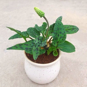 740人付款天猫阔叶鸟巢蕨盆栽室内办公桌面客厅吸甲醛净化空气花卉观