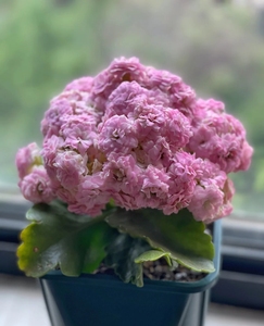 【精选四盆带花苞】稀有大花璎珞重瓣长寿花悉尼粉盆栽室内阳台植