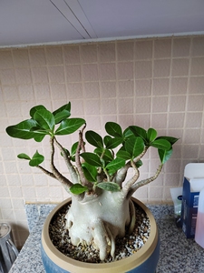 多肉 哥斯拉 沙玫 块根植物